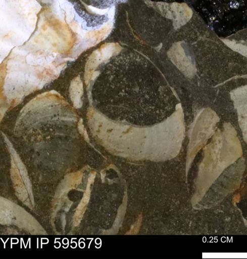 Protocardia sp.