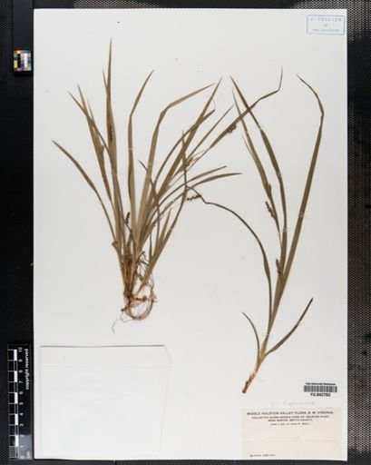 Carex