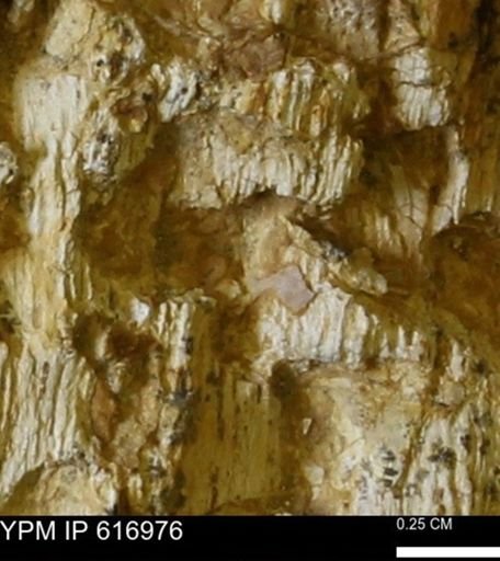Teredo sp.