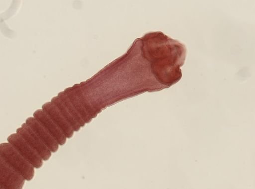 Dipylidium caninum