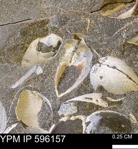 undet. Bivalvia