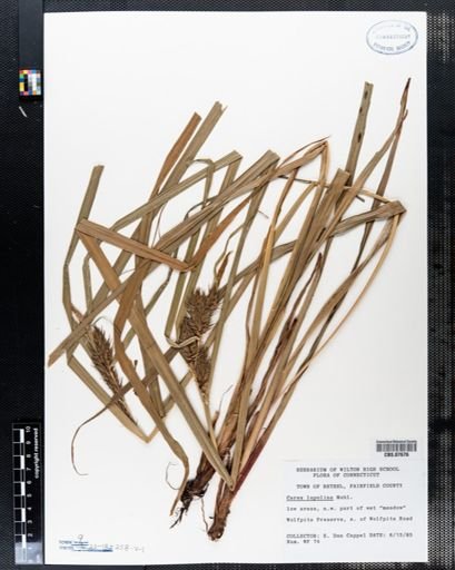 Carex lupulina