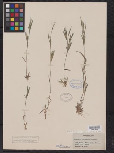 Panicum lanuginosum