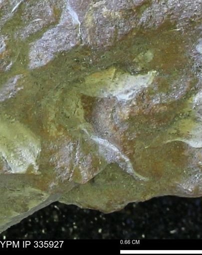 undet. Mollusca