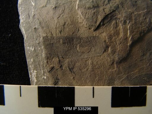 undet. Eurypterida