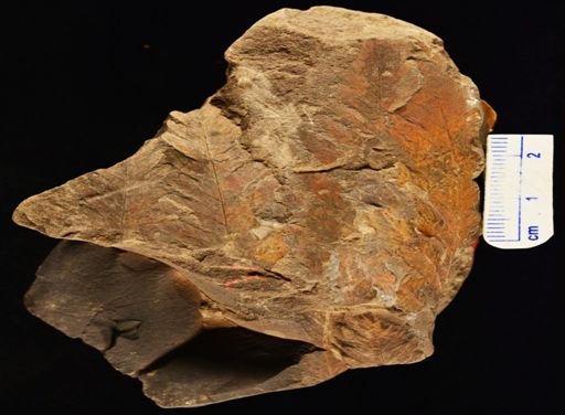 Sphenopteris lakesii