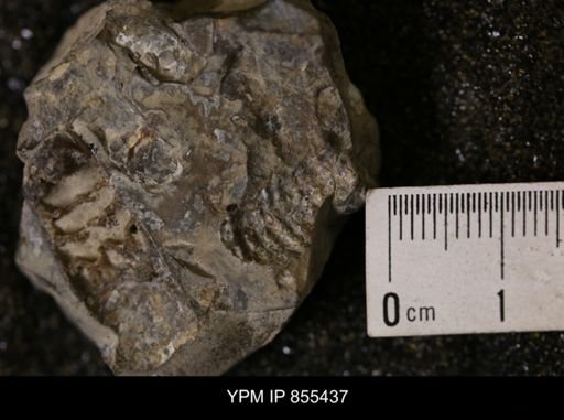 Baculites sp.