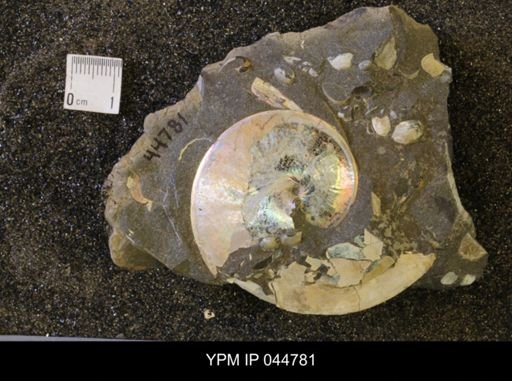 Sphenodiscus lenticularis