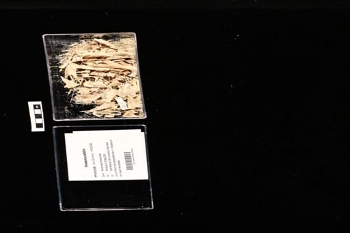 Pomatomus saltatrix