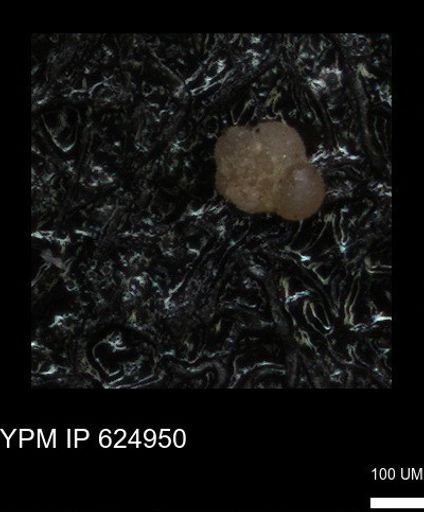 undet. Foraminiferida