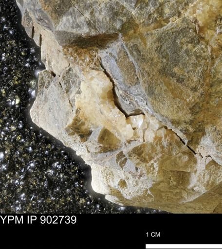 undet. Mollusca