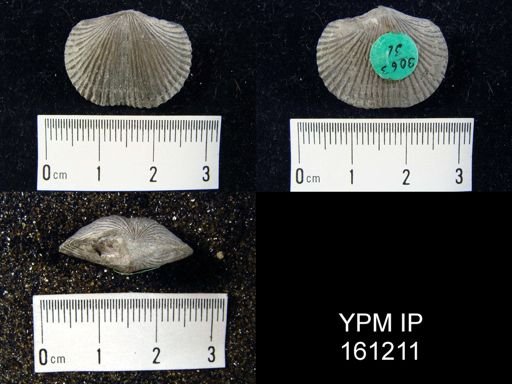 Dinorthis charletona