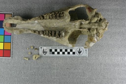 Elomeryx armatus angustus