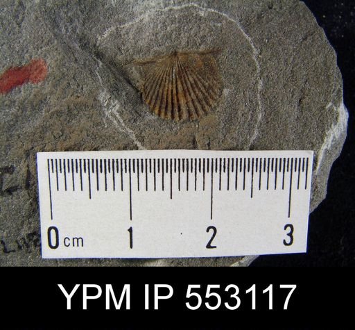 Tropidoleptus?
