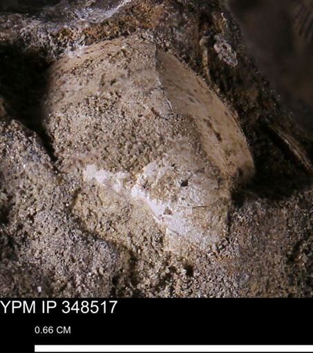 undet. Bivalvia