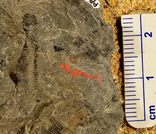 Calamites sp.