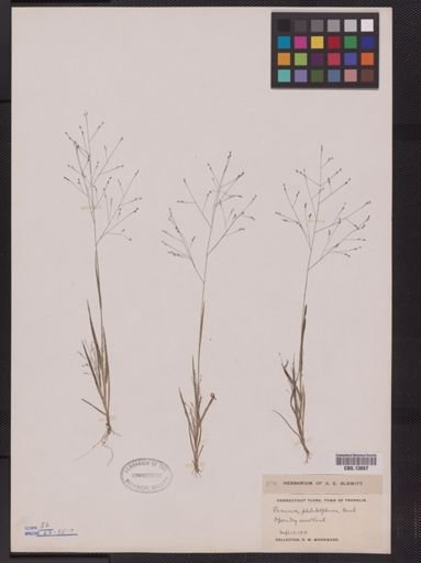 Panicum philadelphicum