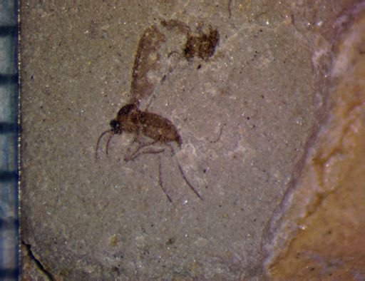 undet. Diptera