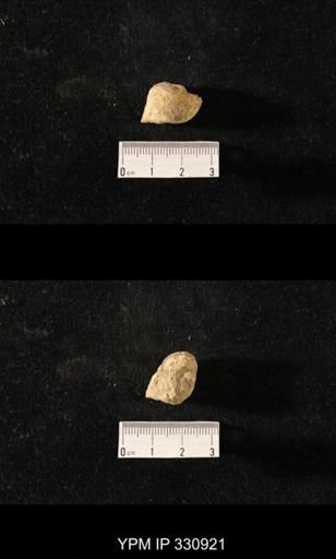 Sphaerodoma paludinaeformis