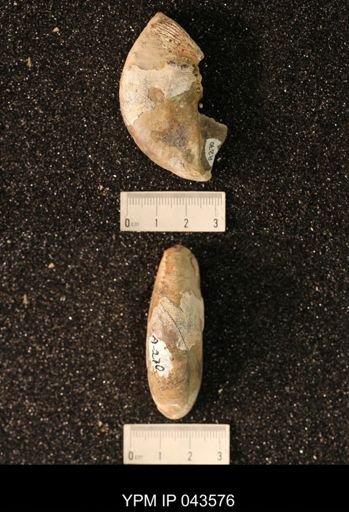 Hoploscaphites nicolletii