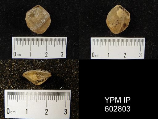 Whitfieldella sp.