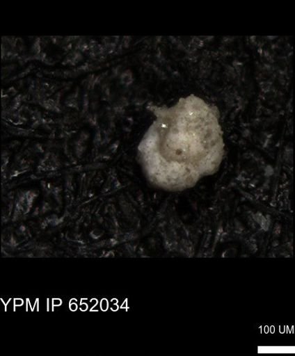 undet. Foraminiferida
