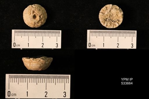 undet. Crinoidea