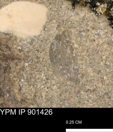 undet. Mollusca
