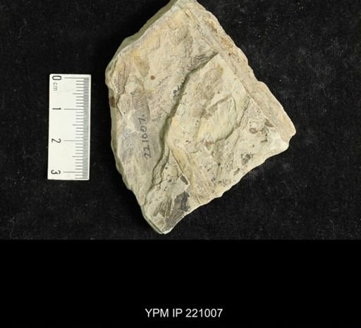 Blattaria