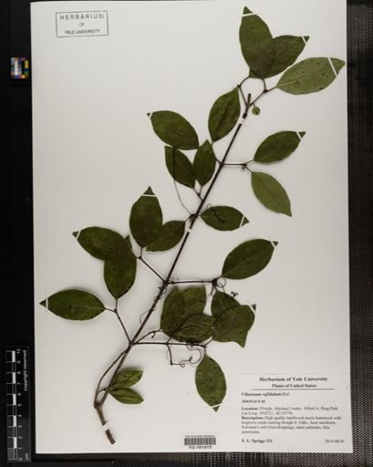 Plantae
