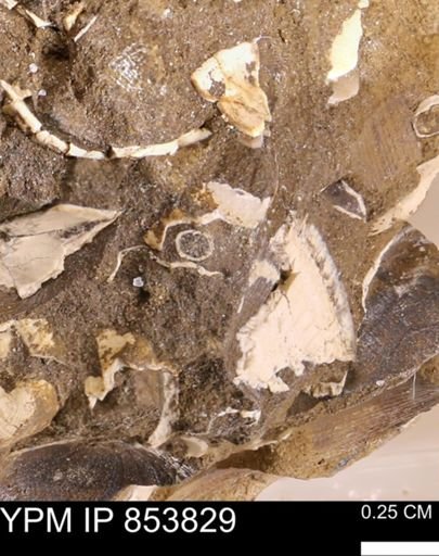 undet. Dentaliidae