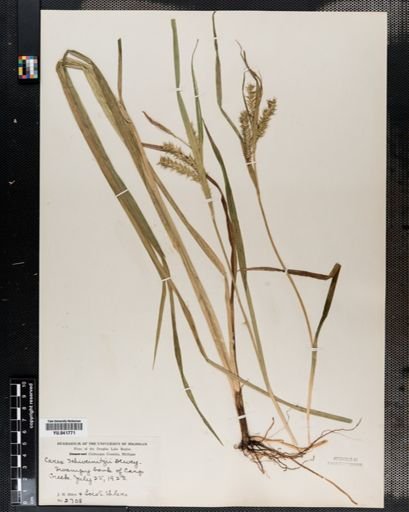 Carex schweinitzii