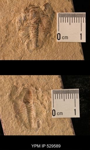 Trilobita