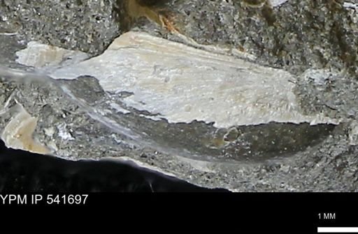 Limopsis striatopunctatus