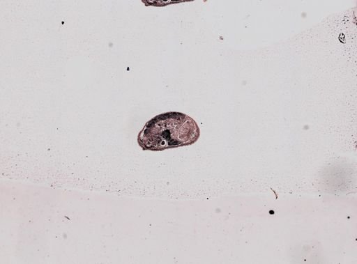 Plagiostomum whitmani
