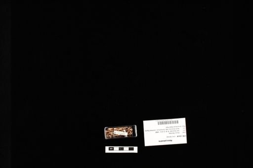 Rana palustris