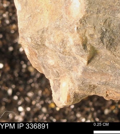 undet. Mollusca