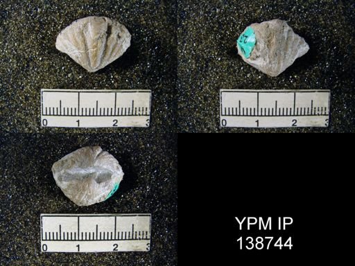 Spiriferina (Punctospirifer)
