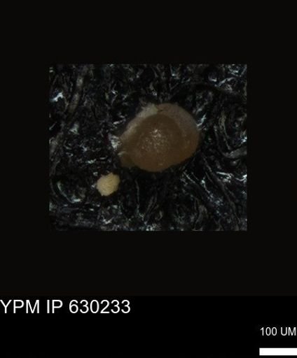undet. Foraminiferida