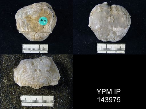 Productus (Dictyoclostus) indicus
