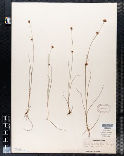Rhynchospora alba
