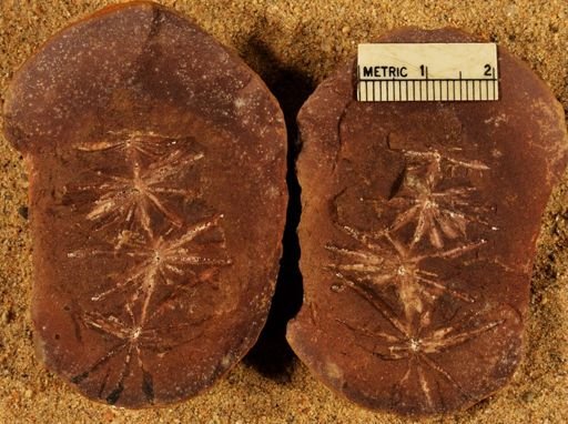 Annularia