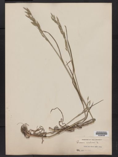 Bromus secalinus