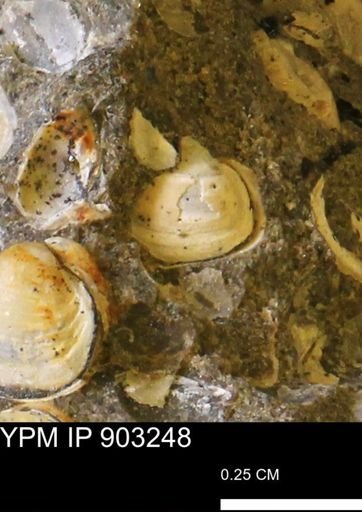 Corbulamella sp.