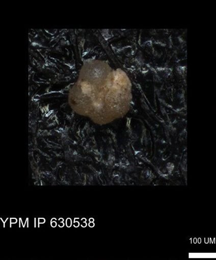 undet. Rugoglobigerinidae