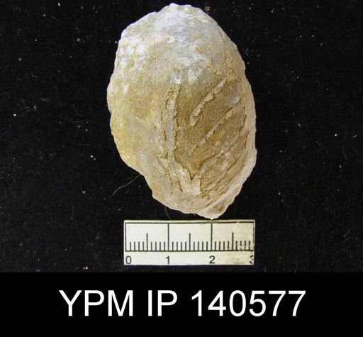 Oldhamina decipiens