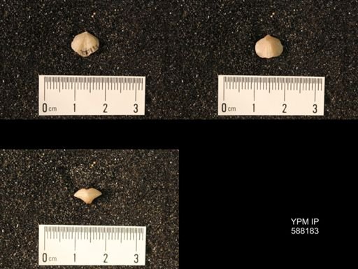 Zygospira modesta