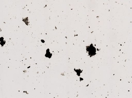 Pleistophora macrozoarcides