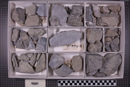 mixed taxa, stratigraphic collection
