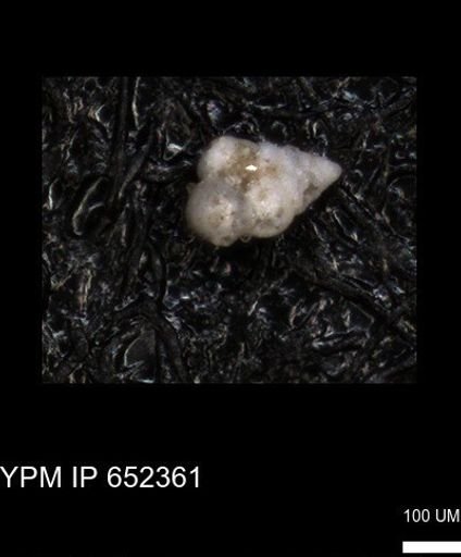 undet. Heterohelicidae